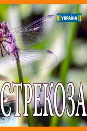 Стрекоза  смотреть онлайн